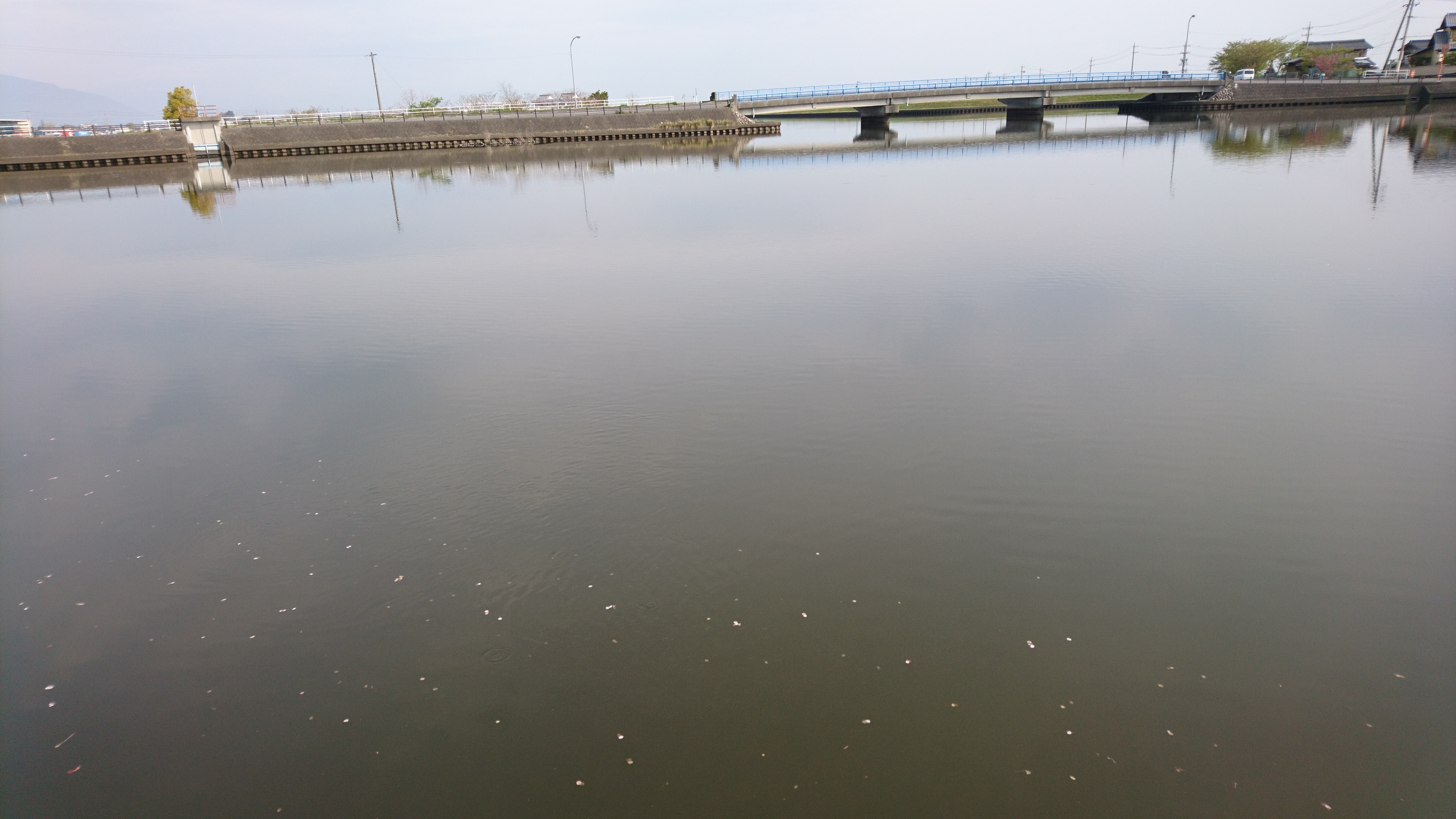 大江川19年4月19日釣行記 スピナーベイトで釣りたい まーの気になるブログ