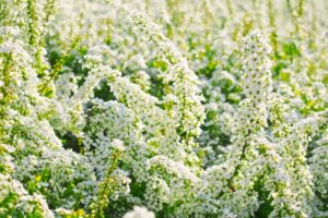 イノセントの意味は潔白な状態なこと 実はローマ教皇の名前でもある あいしる